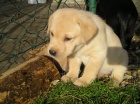 Labradorsk� retriever 