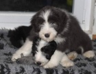 Bearded collie - Exkluzivn spojen pro R