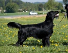 Flat coated retriever