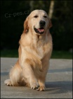 Zlat� retriever - �t���tka s PP