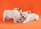 Zlat� retr�vr - golden retriever s PP