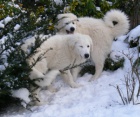 Pyrenejsk horsk pes "BELLA"