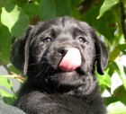 LABRADORS� RETRIVR - �t��ata  s PP