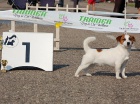 Jack Russell terier ttka s PP