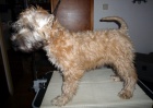 tata - Irish Soft Coated Wheaten Terrier