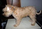 tata - Irish Soft Coated Wheaten Terrier