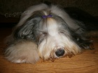 Bearded collie