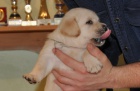 Labrador - �t���tka s PP