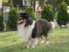 SHELTIE KRYT
