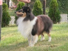 SHELTIE KRYT