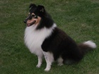 SHELTIE KRYT