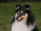 SHELTIE KRYT