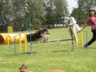 SHELTIE KRYT