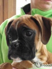 Nemeck� Boxer