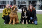 Tibetsk doga - hlda a kamard