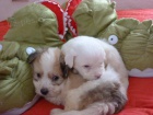istokrevn ttka Coton de Tulear bez PP