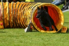 kurz agility pro zatenky - Ostrava