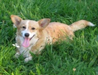 welsh corgi pembroke