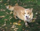 welsh corgi pembroke