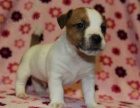 jack russell terir