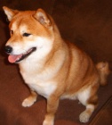 SHIBA- INU Pes ke kryt