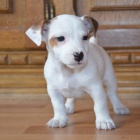 �t�n�tka jack russell terier