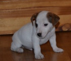 jack russell  terier