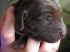 Flat Coated Retriever