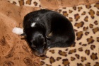 prodam tenatka Sheltie