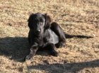 Flat coater retriever