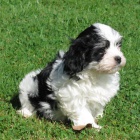 Bi�onek havansk� - Havansk� ps�k