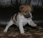 Parson Russell Terrier - ttka s PP