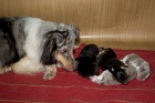 prodm tnatka Sheltie