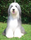 Zadme tata Bearded Collie s PP