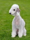 Bedlington terir