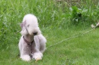 Bedlington terir