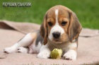 Beagle tata s PP