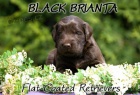 Flat Coated Retriever - ern a hnd tata s PP