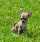 �ivava kr�tkosrst� mini fenka ��han�