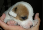 Jack Russell Teri�r