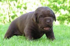 �t��ata Labradorsk� retriever s PP - hn�d�, �lut�