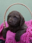 Chesapeake bay retriver s PP(hnd podobn LR)