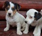 jack russell terier