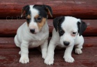 jack russell terier