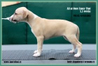 Posledn 2 krsn plav feneky whippet (vipet) s PP!!