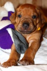 Rhodesian ridgeback-posledn tandartn psk!