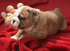 Anglick� buldok, English Bulldog, buldog