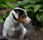 �t�n�tka jack russell terier