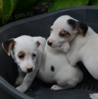 �t�n�tka jack russell terier