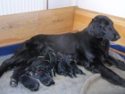 Flat Coated Retriever